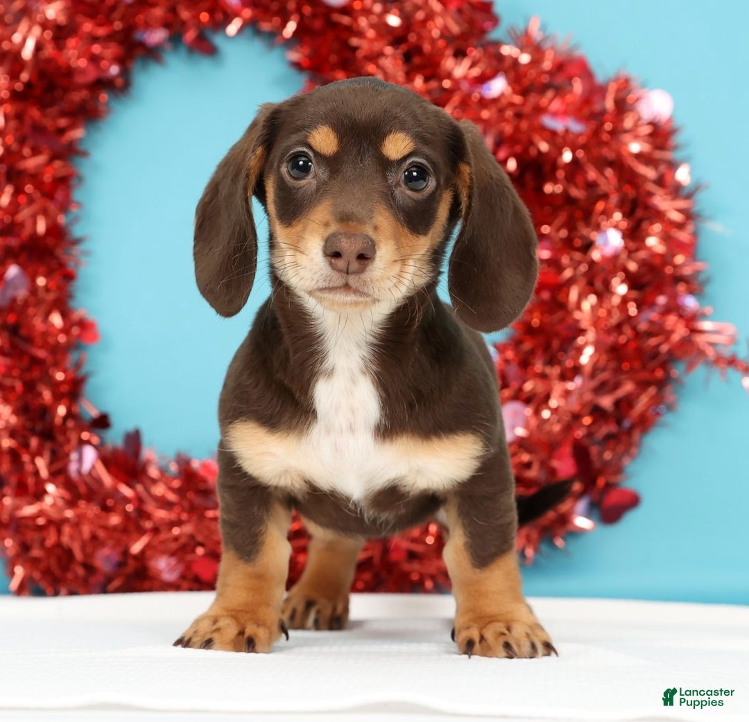 Miniature Dachshund dogs for sale: Kendra - Ad 1