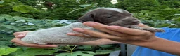 German Shorthaired Pointer dogs for sale: German Shorthaired Pointer Female 2 - Ad 5