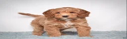 Mini Goldendoodle dogs for sale: Ms. Paisley - Ad 2