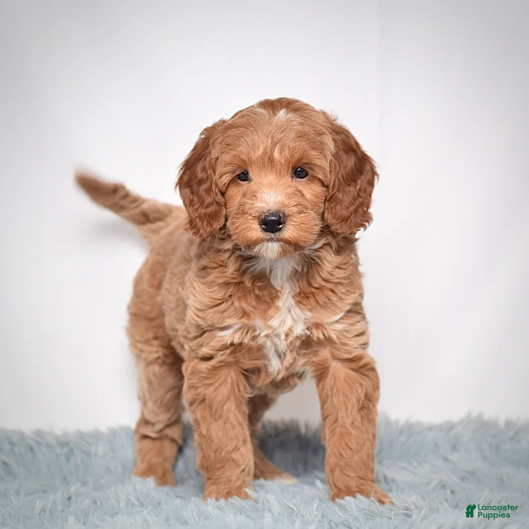 Mini Goldendoodle dogs for sale: Ms. Paisley - Ad 2