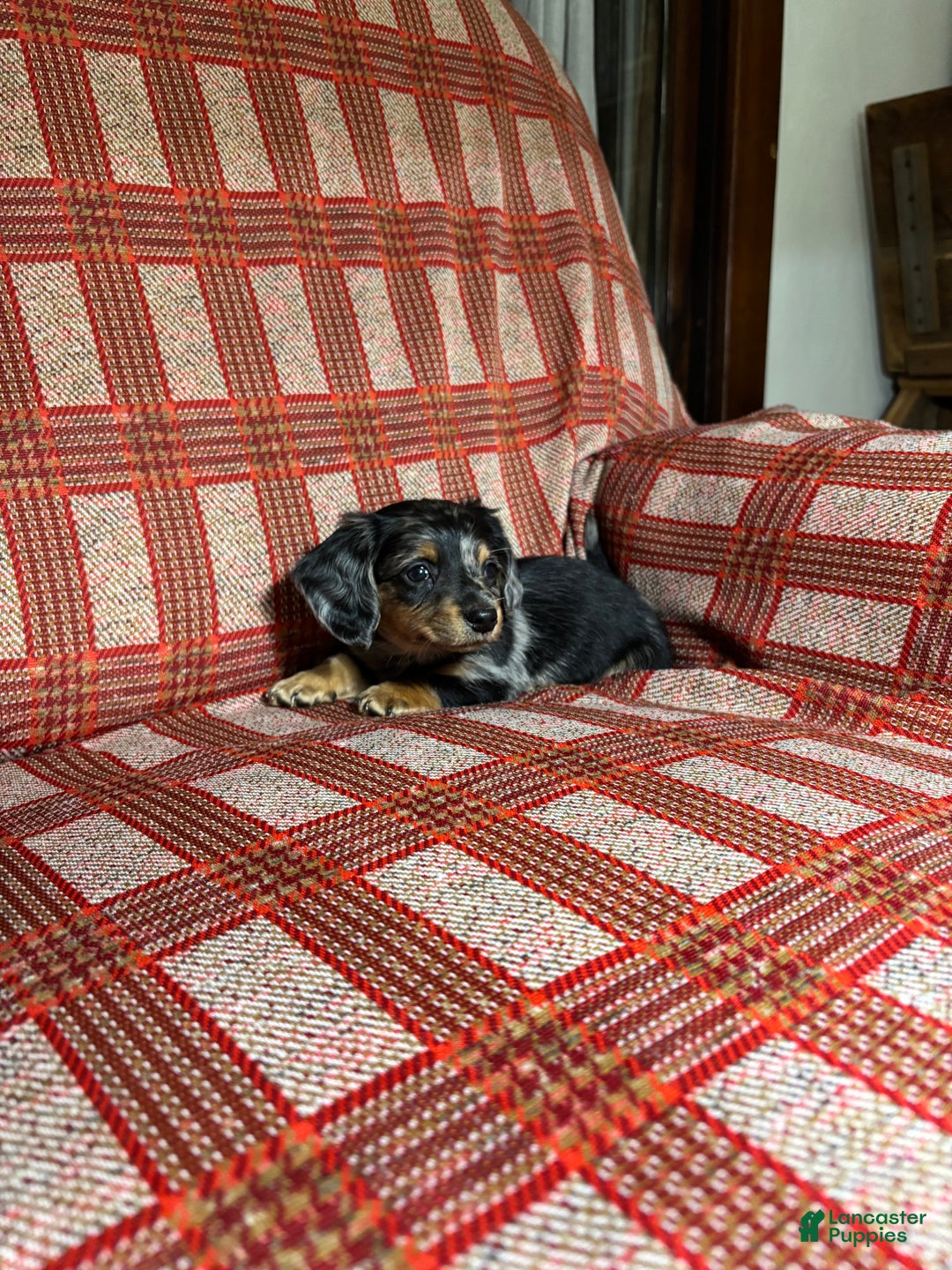 Miniature Dachshund dogs for sale: Miniature Dachshund Puppy 1 - Ad 3