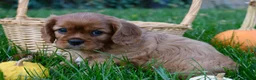 Cavalier King Charles Spaniel dogs for sale: Victor - Ad 7