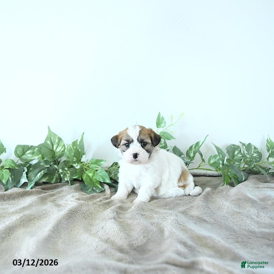 Teddy Bear dogs Max - Ad 2