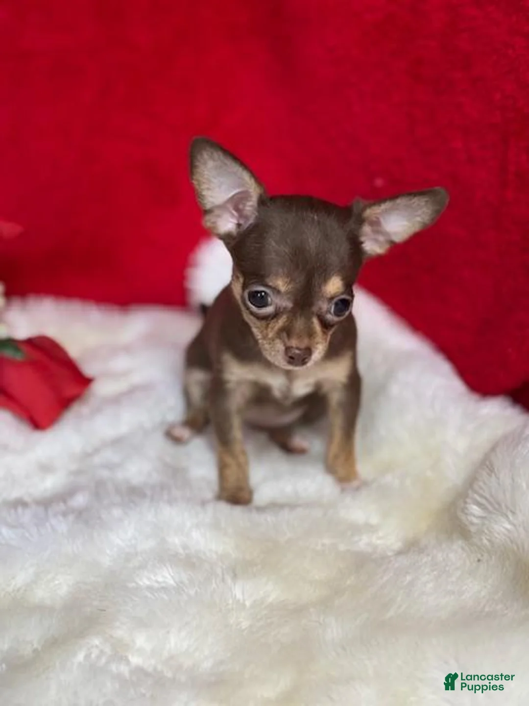 Chihuahua dogs for sale: Chihuahua Puppy 3 - Ad 2