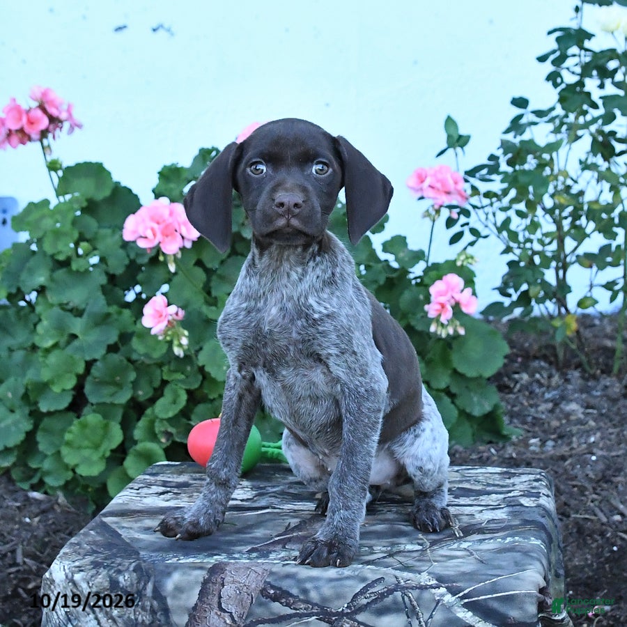 German Shorthaired Pointer dogs Maisie - Ad 2