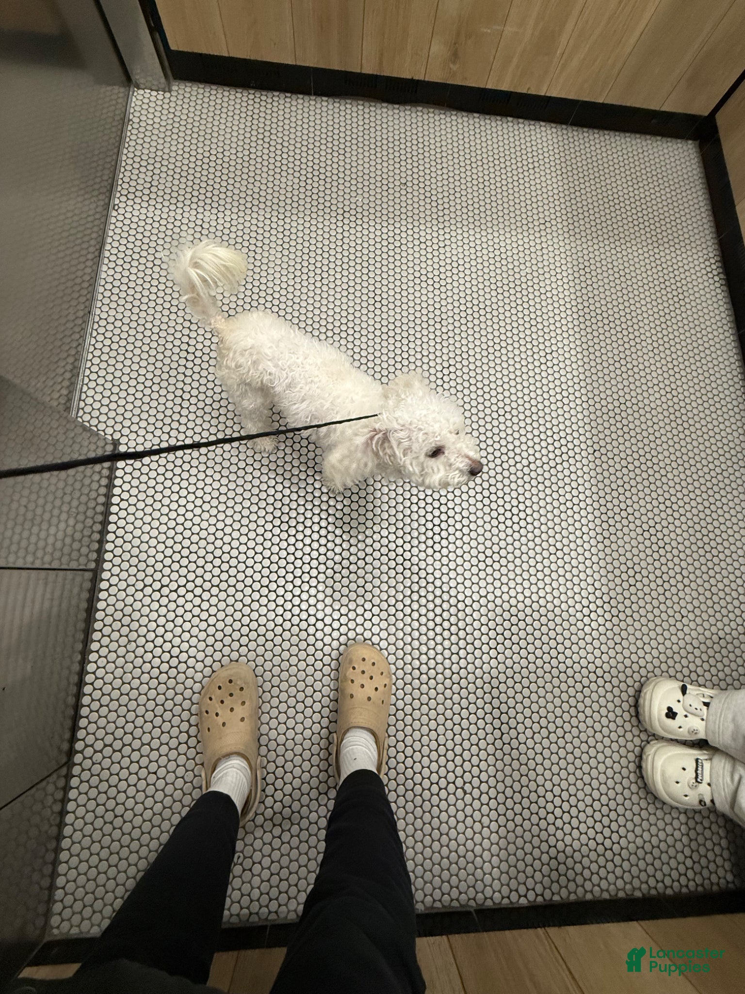 Maltese dogs Maltese Puppy 3 - Ad 18