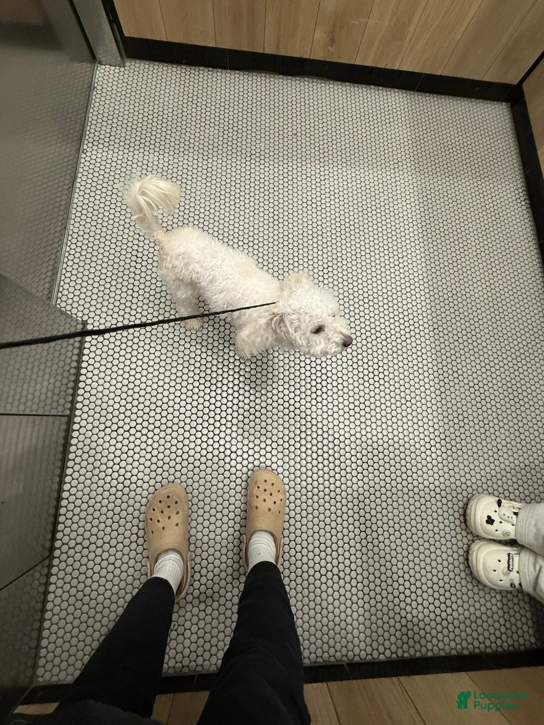 Maltese dogs for sale: Maltese Puppy 3 - Ad 1