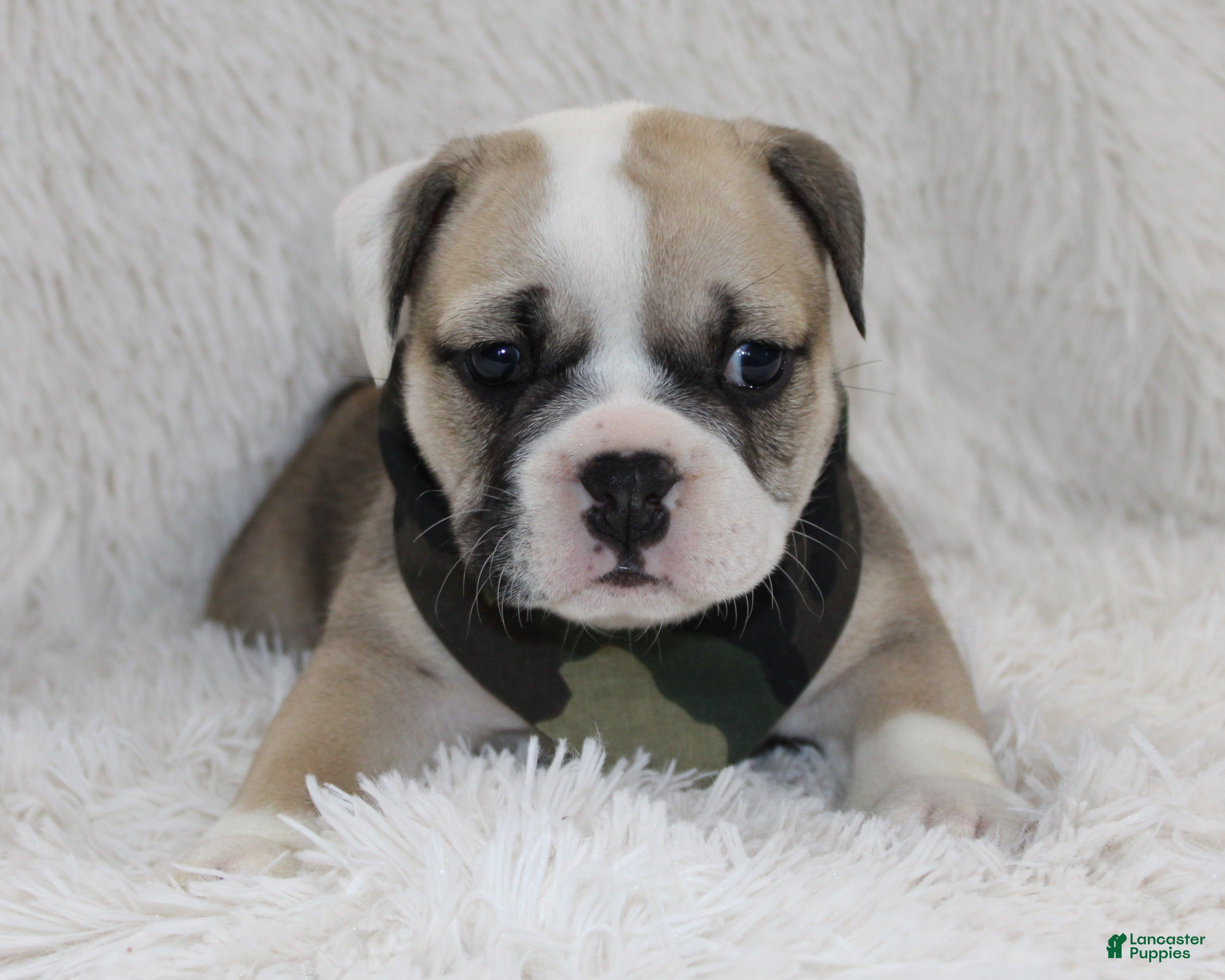 English Bulldog dogs Rollo - Ad 3