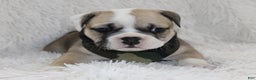 English Bulldog dogs for sale: Rollo - Ad 1