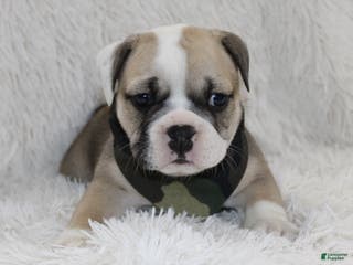 English Bulldog dogs Rollo - Ad 15