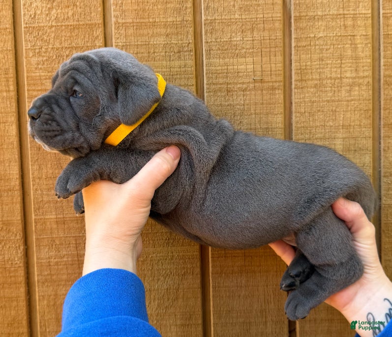 Cane Corso dogs Cane Corso Puppy 2 - Ad 2