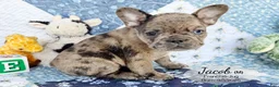 French Bulldog dogs for sale: Jacob - Ad 3