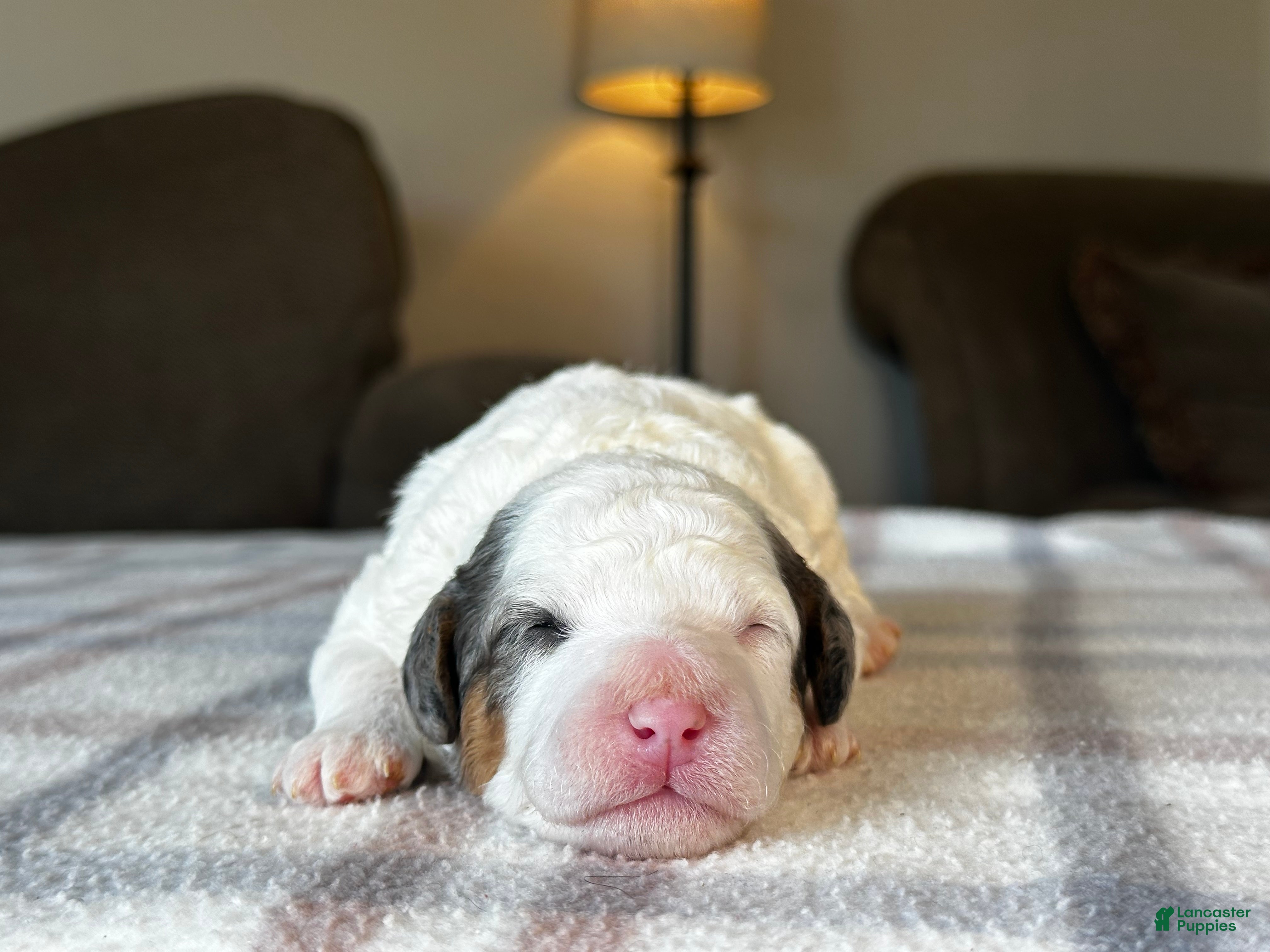 Mixed Breed dogs Parti Phantom Merle Micro Bernedoodle - Ad 2