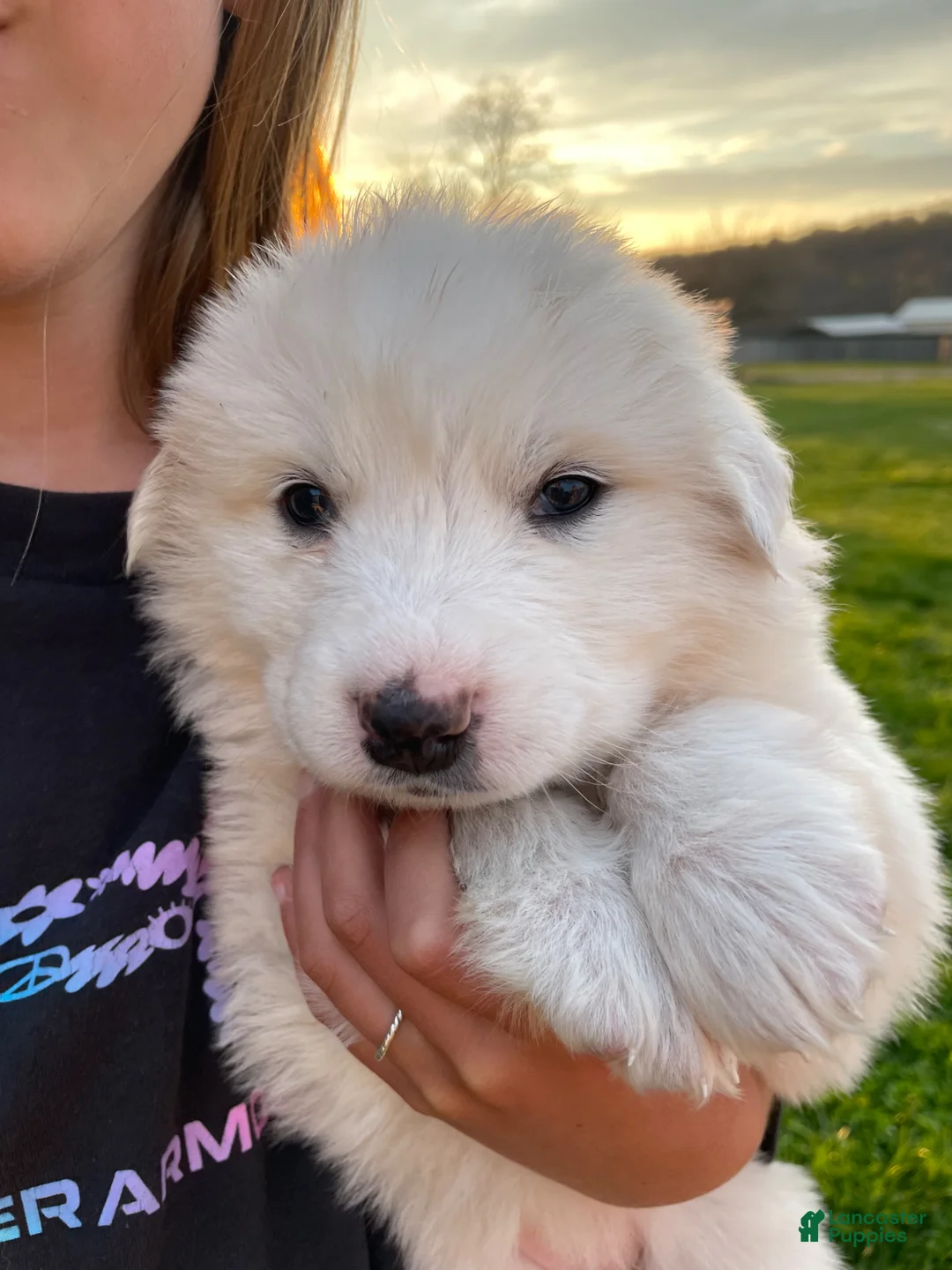 Great Pyrenees dogs for sale: Great Pyrenees Puppy 2 Martha - Ad 1
