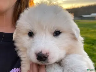 Great Pyrenees dogs Great Pyrenees Puppy 2 Martha - Ad 18