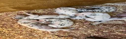 Dalmatian dogs for sale: Male 1 - Ad 6