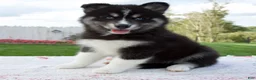 Pomsky dogs for sale: Finn - Ad 3