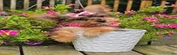 Yorkshire Terrier dogs for sale: Victoria  - Ad 3