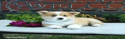 Welsh Corgi Pembroke dogs for sale: Ranae - Ad 3