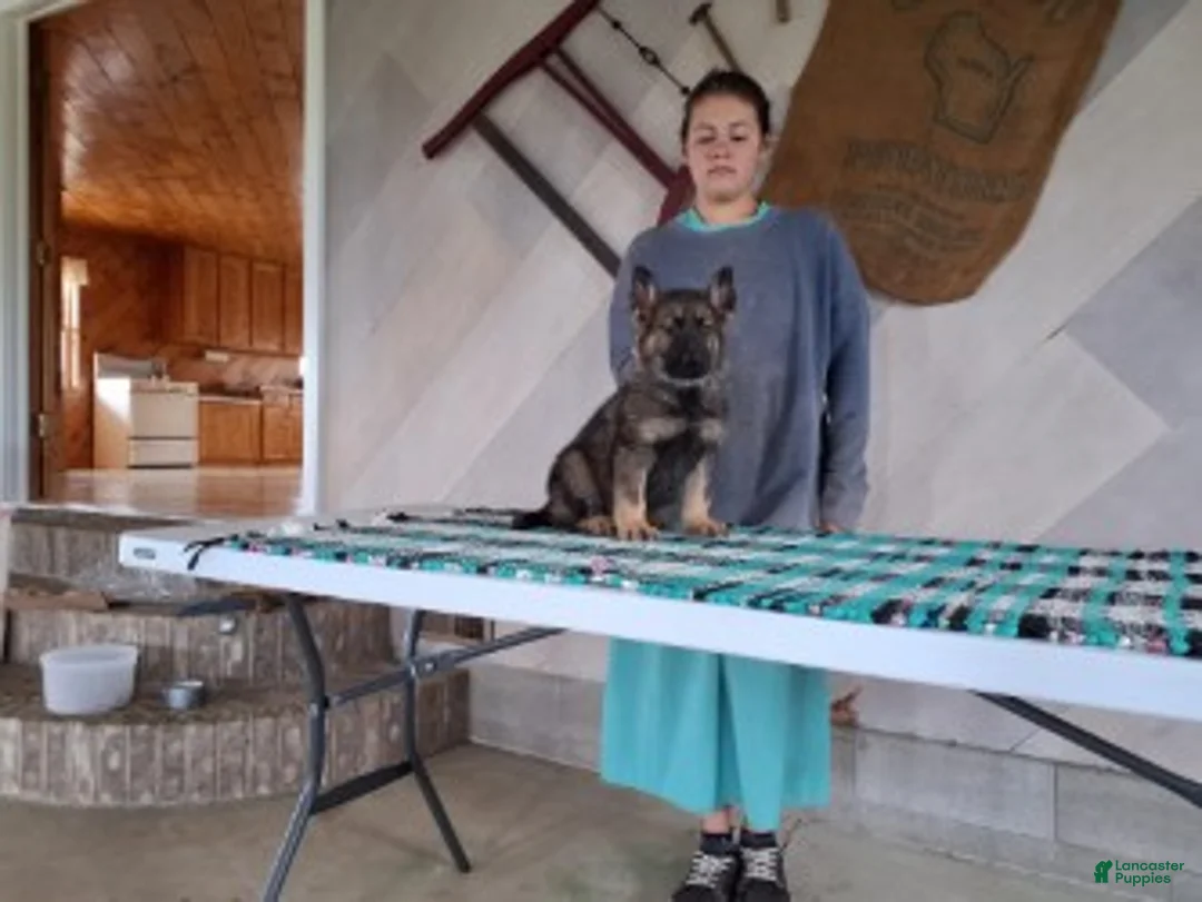 German Shepherd dogs for sale: Rudolph - Ad 1