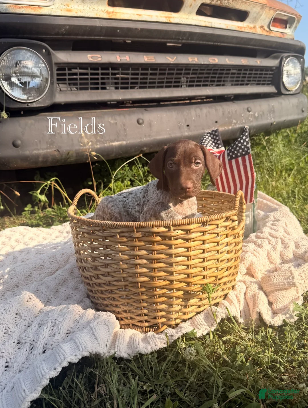 German Shorthaired Pointer dogs for sale: Fields  - Ad 1