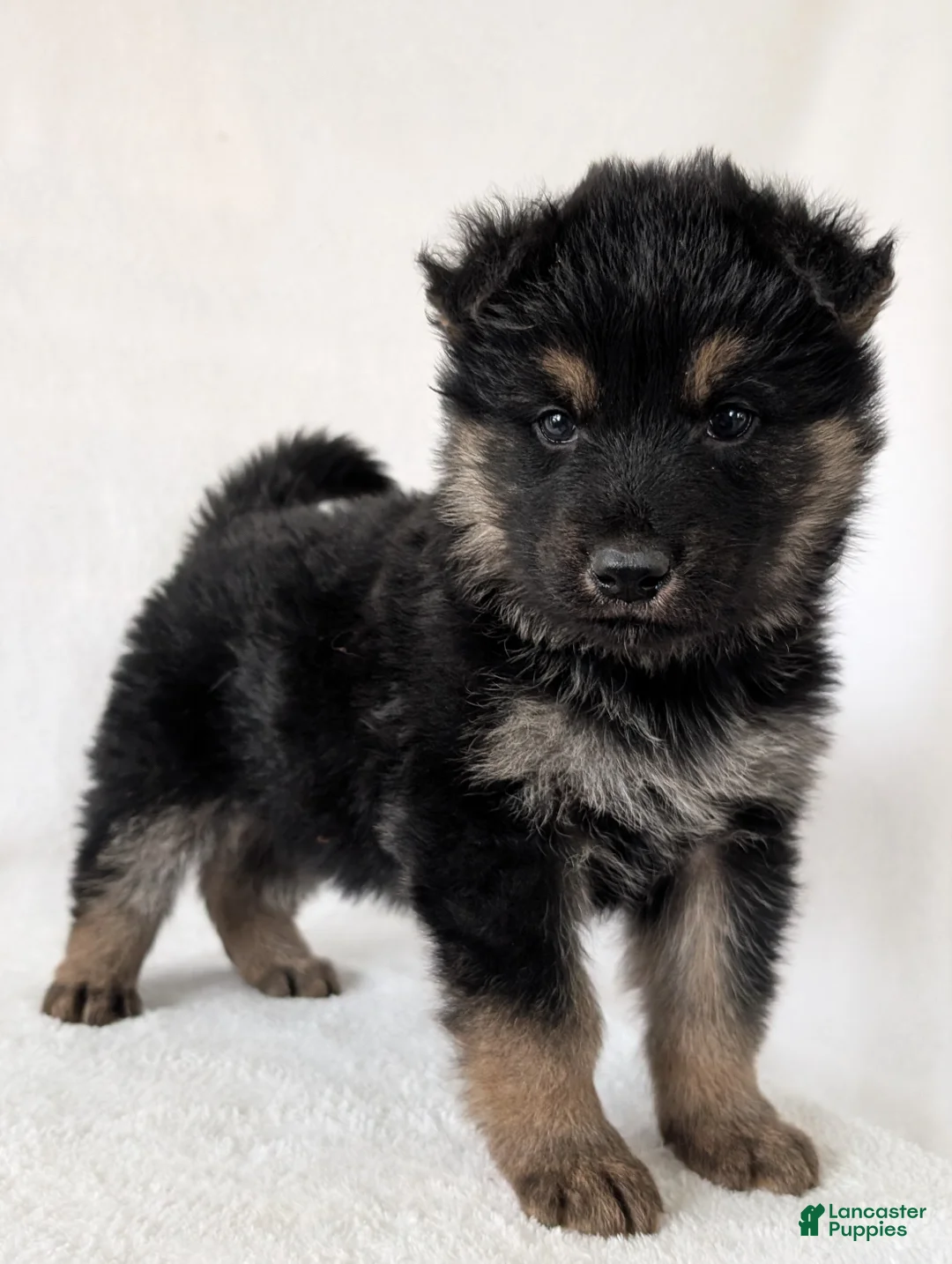 German Shepherd dogs for sale: Kenzie  - Ad 4