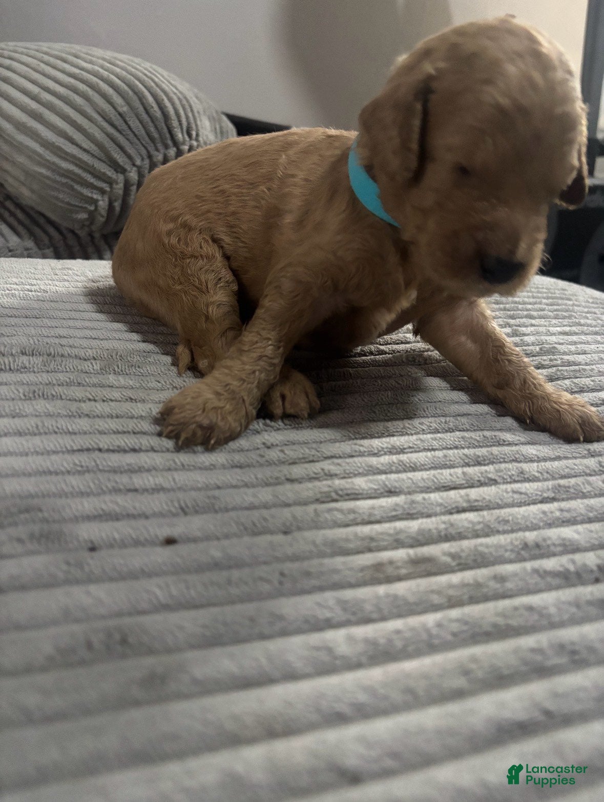 Goldendoodle dogs Boy 2 - Ad 4