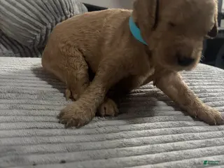 Goldendoodle dogs Boy 2 - Ad 4