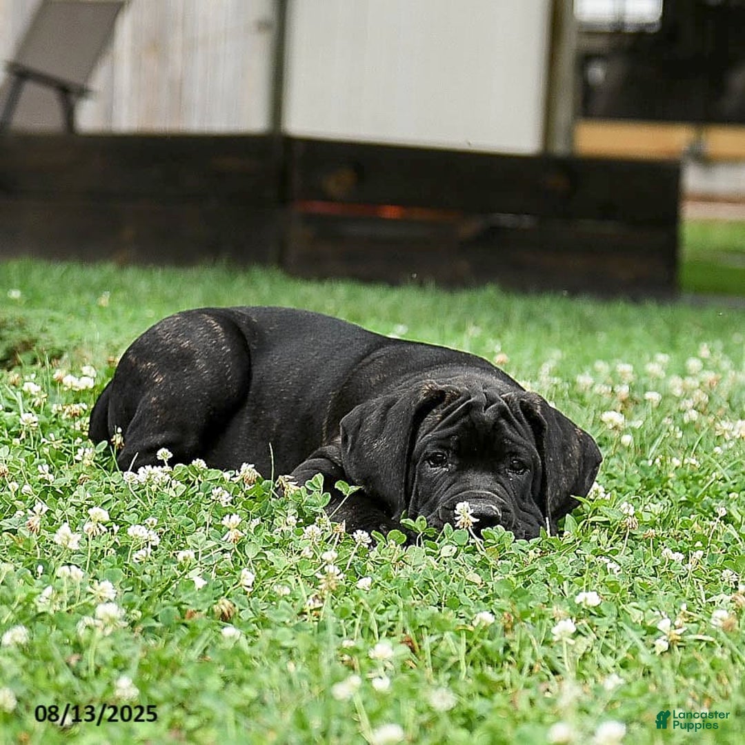 Cane Corso dogs for sale: Rockford - Ad 24