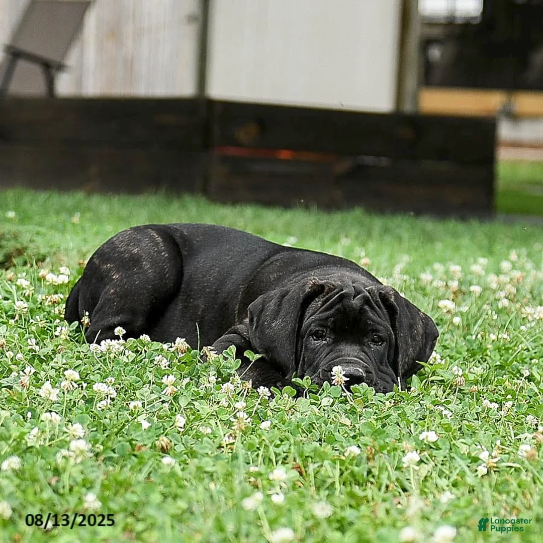 Cane Corso dogs for sale: Rockford - Ad 29