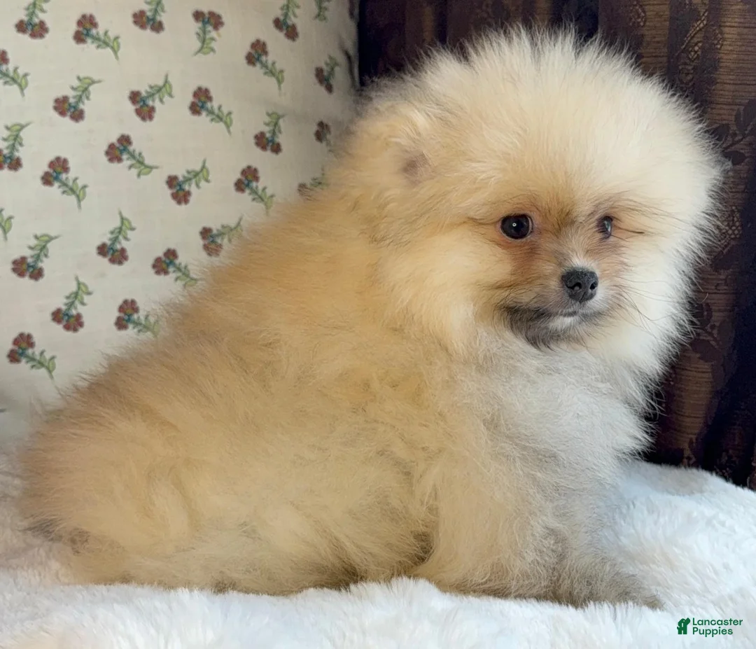 Pomeranian dogs for sale: Pomeranian Puppy Teddy - Ad 8