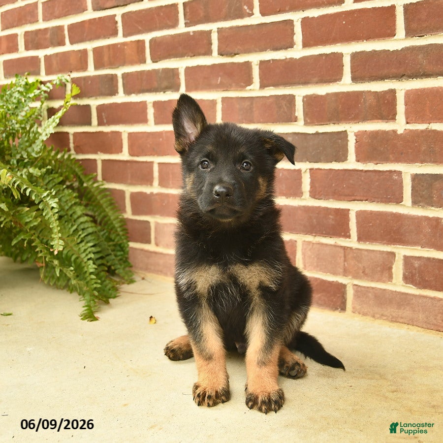German Shepherd dogs Bennet - Ad 2