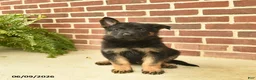 German Shepherd dogs for sale: Bennet - Ad 2
