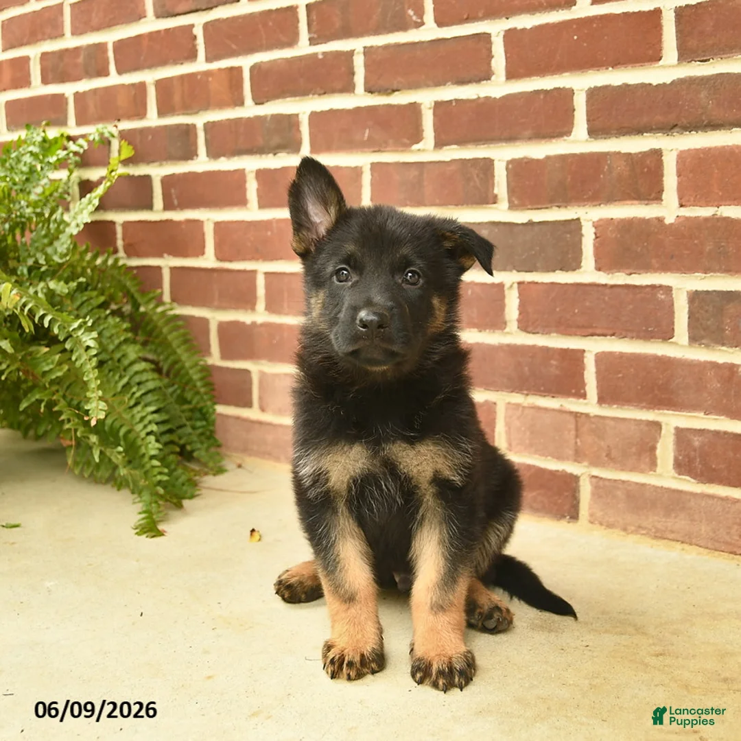 German Shepherd dogs for sale: Bennet - Ad 2