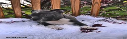 Boston Terrier dogs for sale: Beau - Ad 9