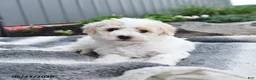 Bichpoo dogs for sale: Jenni - Ad 4