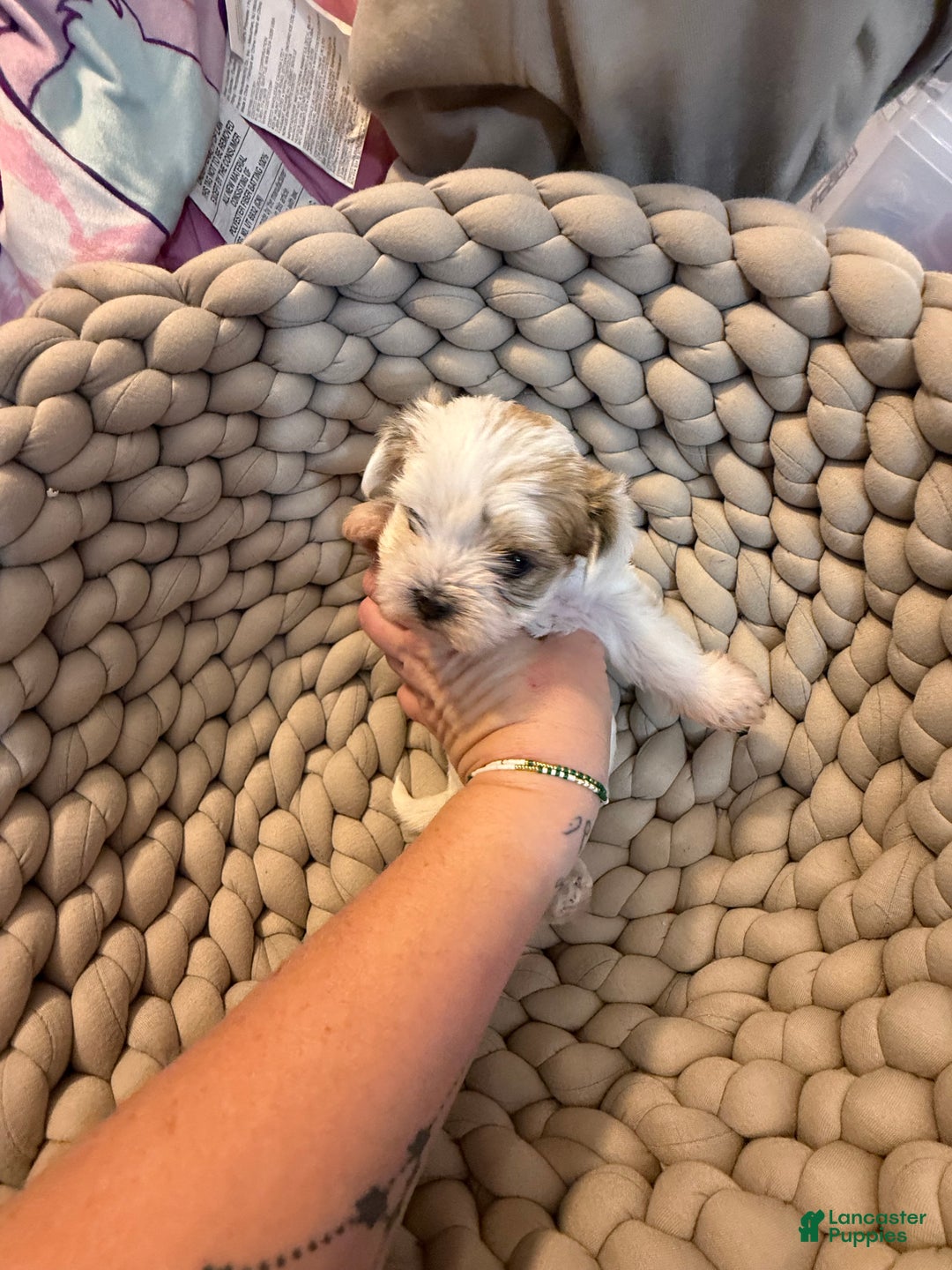 Morkie dogs for sale: TEACUP JOY  - Ad 16