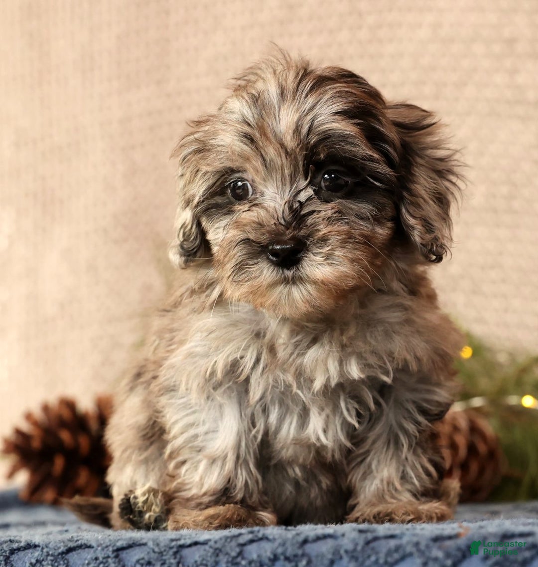 Havapoo dogs for sale: Paige - Ad 3