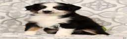 Miniature Australian Shepherd dogs for sale: Joy - Ad 1