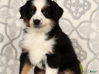 Miniature Australian Shepherd dogs Joy - Ad 14