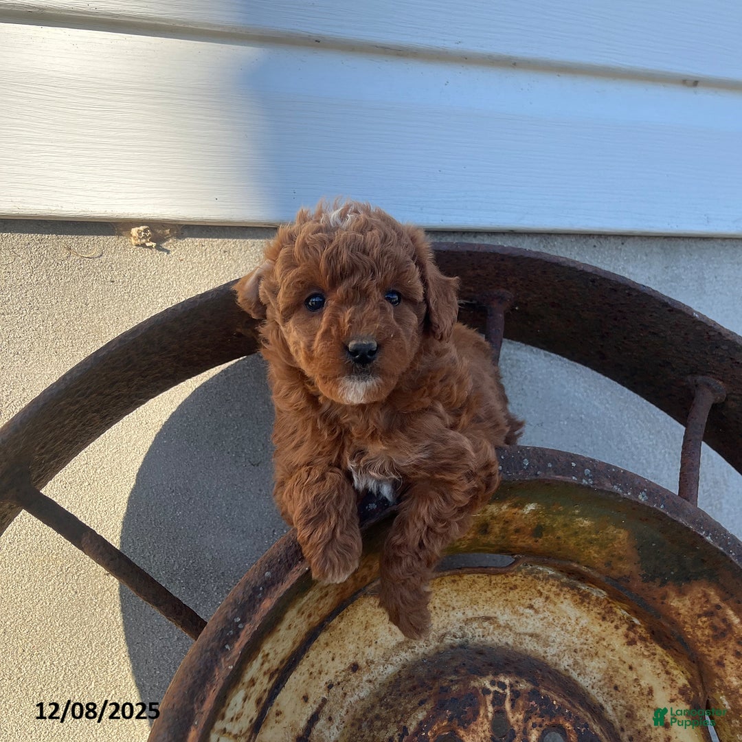 Mini Goldendoodle dogs for sale: Holly - Ad 4
