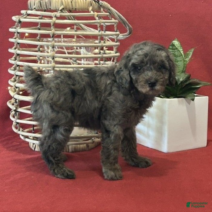 Miniature Poodle dogs for sale: Macy - Ad 3