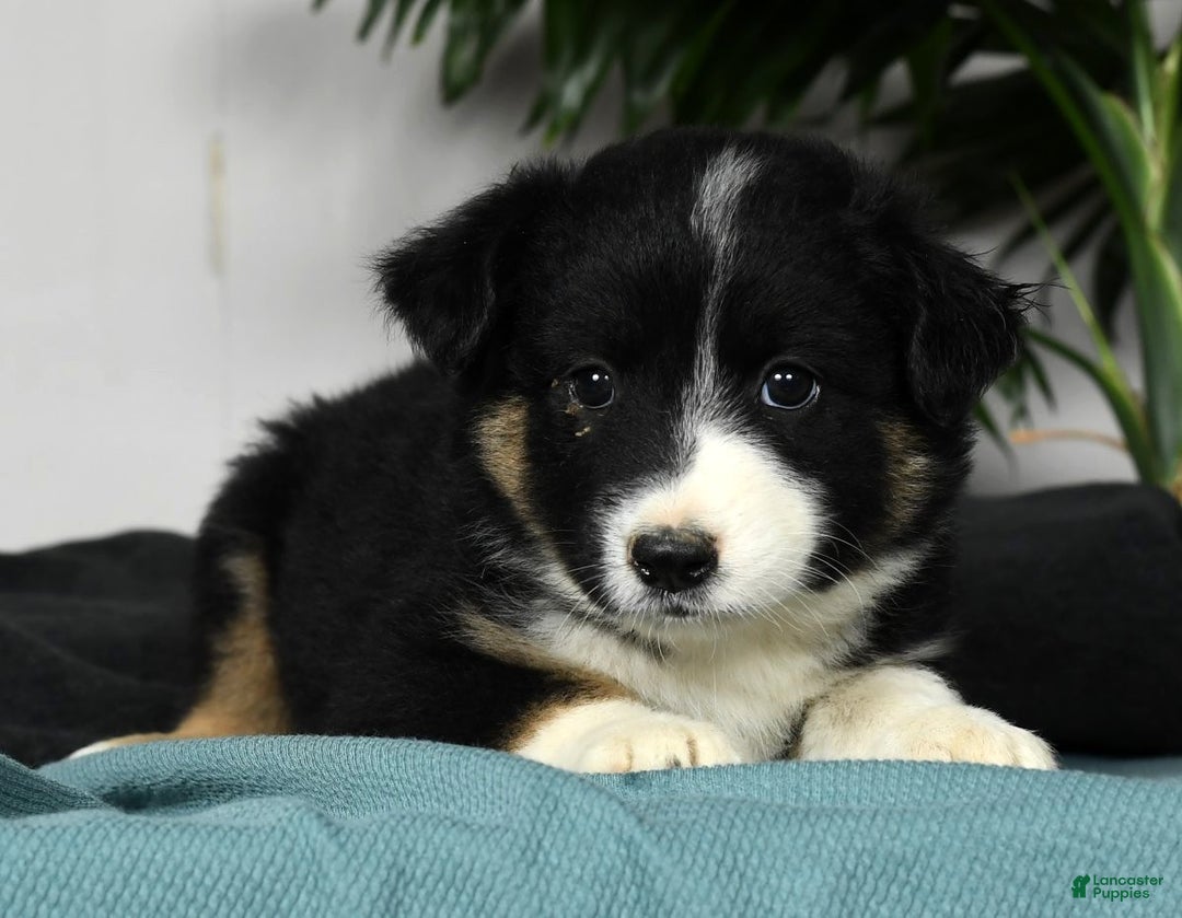 Australian Shepherd dogs for sale: Bella - Ad 4