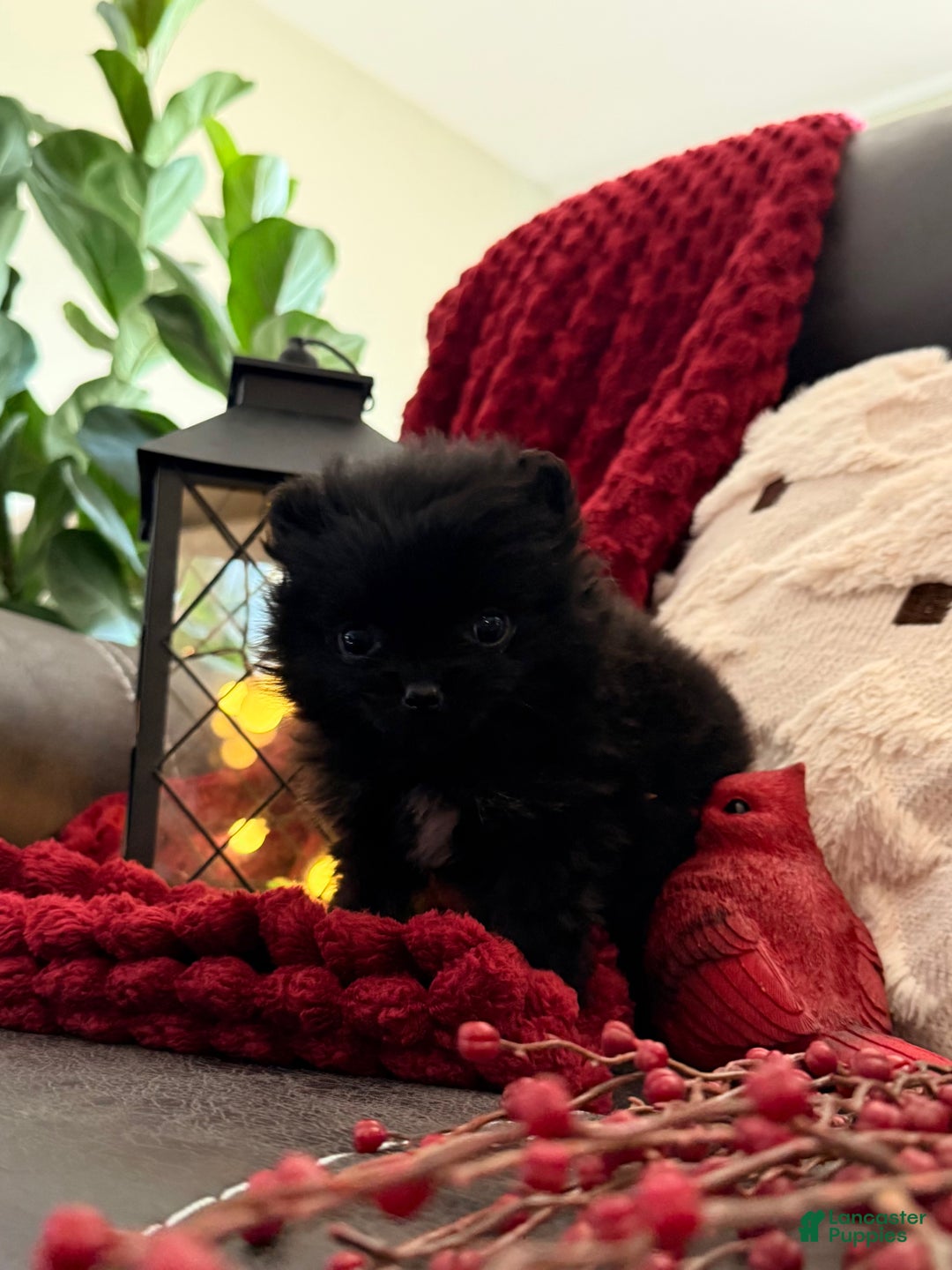 Pomeranian dogs for sale: Winterberry - Ad 8