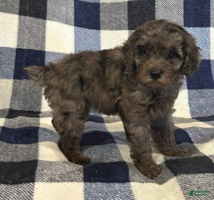 Miniature Poodle dogs for sale: Macy - Ad 7