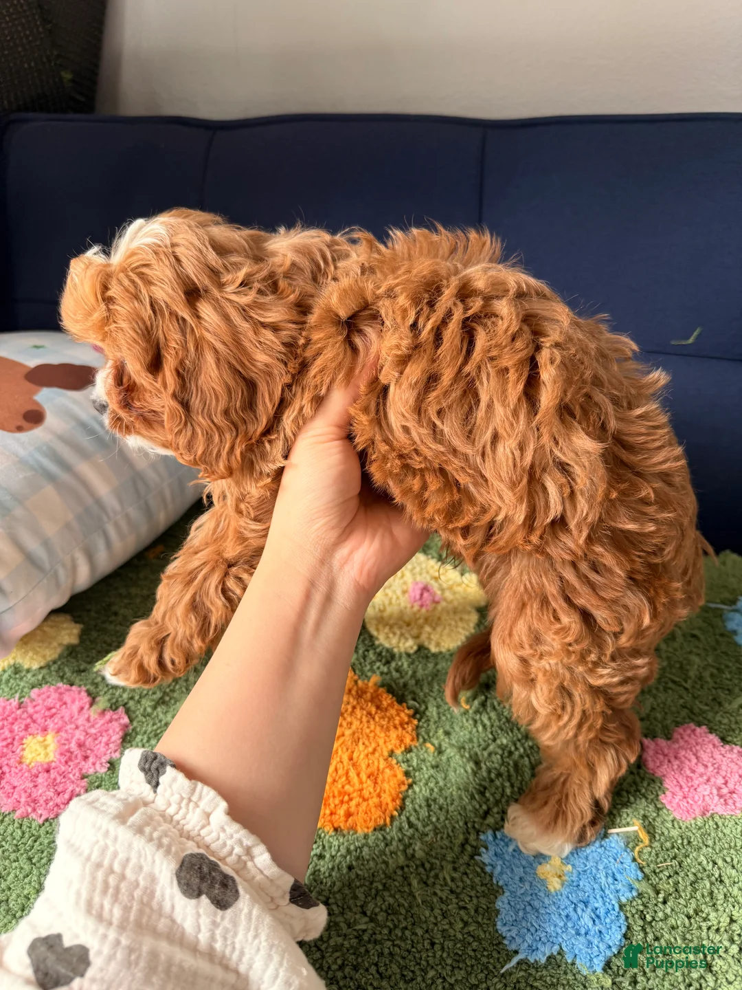 Cavapoo dogs for sale: Cavapoo Puppy 2 - Ad 2
