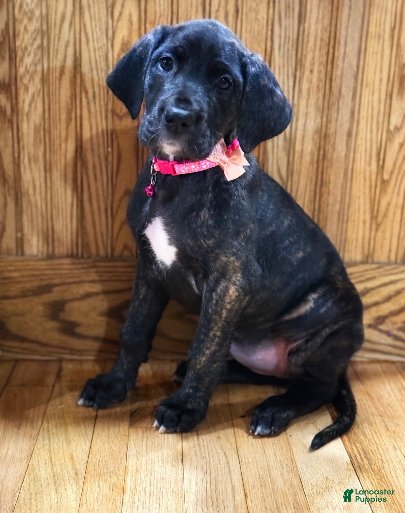 Great Dane dogs Luna  - Ad 17