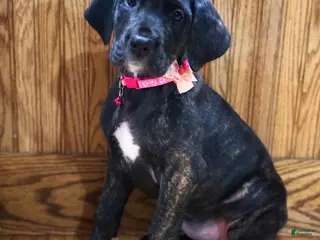 Great Dane dogs Luna - Ad 6