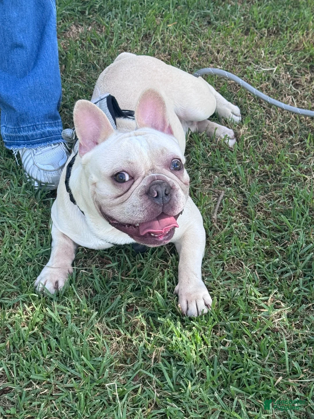 French Bulldog dogs for sale: French Bulldog 1 - Ad 1