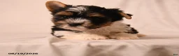 Biewer Terrier dogs for sale: Charlotte - Ad 2